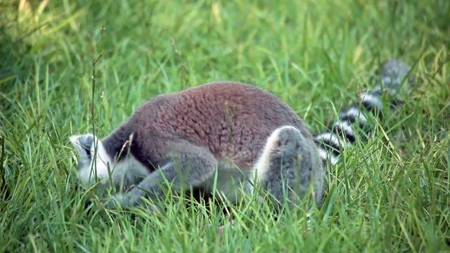 Lemur mammal - Ring-Tailed Lemur In The Grass (Lemur Catta)