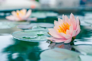 Foto op Plexiglas Waterlelie Een mooie roze waterlelie of lotusbloem in vijver