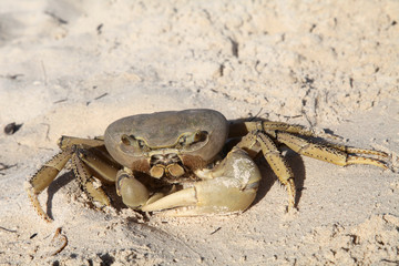 Coral Crab
