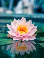 Photo sur Plexiglas fleur de lotus Un beau nénuphar rose ou une fleur de lotus dans un étang