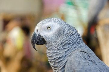 Portrait of African Gray Parrot