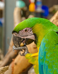 Parrot Macaw eating a nut