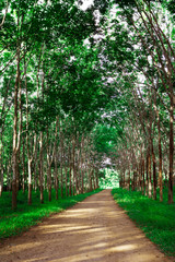 Row of para rubber tree