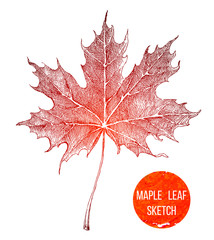 Hand drawn maple leaf