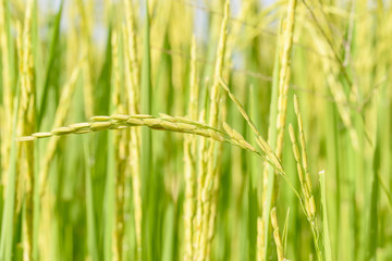 grains of rice in the fields