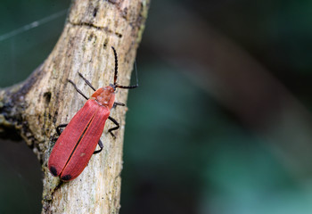 red bug on dry wood