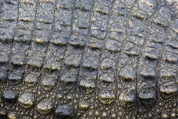 Tableaux ronds sur aluminium Crocodile Peau de crocodile