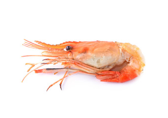 shrimps on a white background