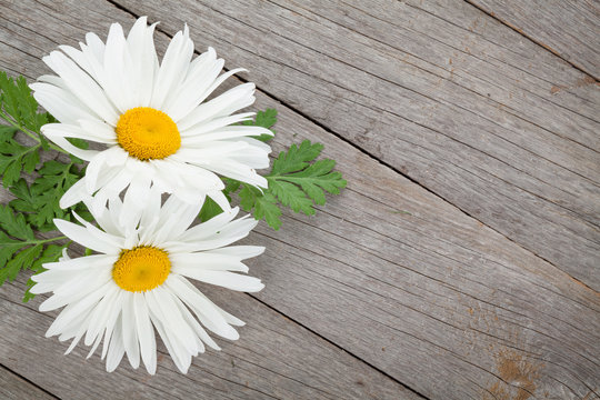 Daisy camomile flowers on wooden table