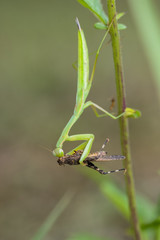 Green mantis eats a brown grasshopper