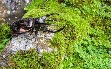 black beetle on nature background
