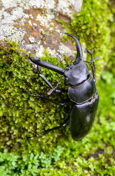 Stag Beetle  on nature Background