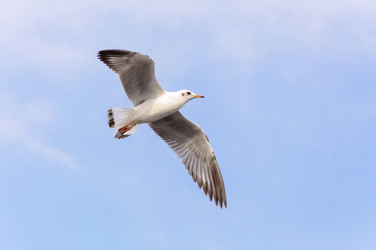 White seagull soaring in the sky