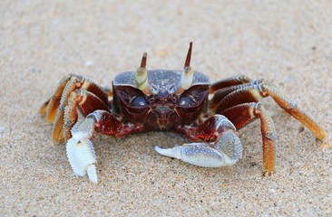 Crab