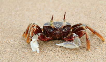 Crab
