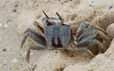 Crab