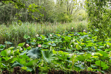 Lotus green area pond