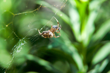 Little spider waiting for dinner