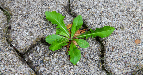 Überlebenskünstler