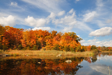 typical autumn foliage scene in New England, MA, US