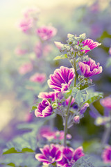 Wild flower closeup backlit