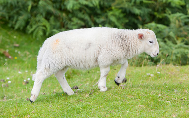 Little cute lamb walking