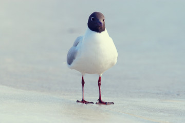 Black-headed Gull on the ice, wildlife