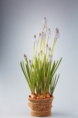 spring flowers in a pot on the window