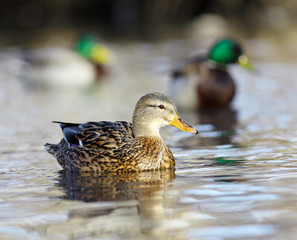 mallard duck on the river