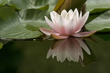 Foto auf Acrylglas Wasserlilien Seerose