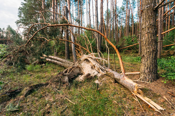 Windfall in forest. Storm damage.