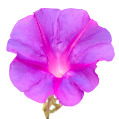 Naklejka premium Purple-blue morning glory