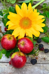 Herbstlich - Sonnenblume