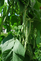 Green beans