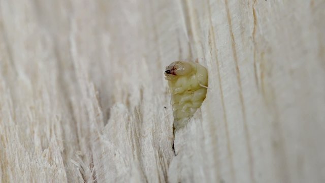 Holzwurm