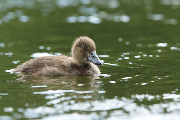 Tufted Duck, Aythya fuligula