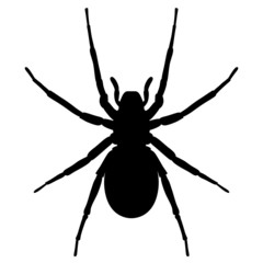 Schwarze Spinne von oben &ndash; Vektor und freigestellt