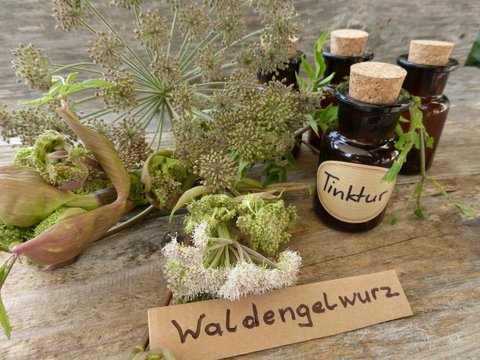 Waldengelwurz