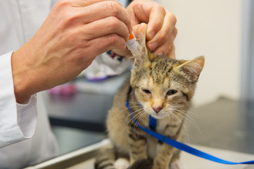 Kitten is having ear drops by the vet