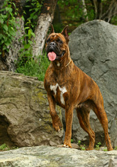 Boxer dog on stones