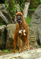 Fototapeta na wymiar Boxer dog on stones