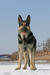 Fototapeta na wymiar Standing east shepherd dog