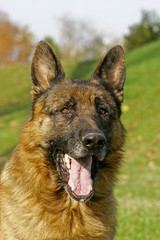 Yawning German shepherd, portrate on green background