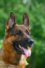 German shepherd male on green background