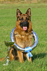 Dog with a cup and a wreath