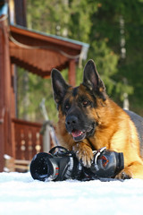 Dog and mountain-skiing boot