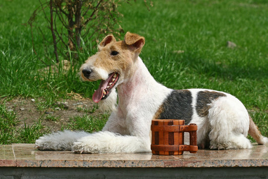 The Wire Fox Terrier dog