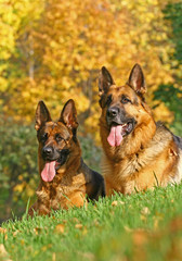 2 shepherds