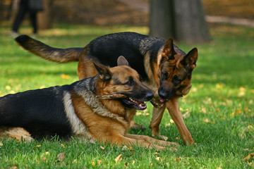 Two shepherds playing