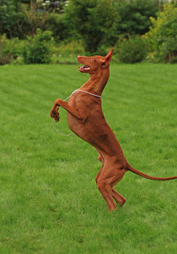 Dancing Pharaoh Hound